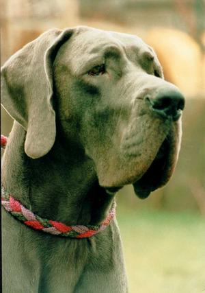 DOG GERMAN